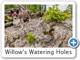 Willow's Watering Holes