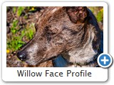 Willow Face Profile