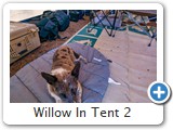 Willow In Tent 2