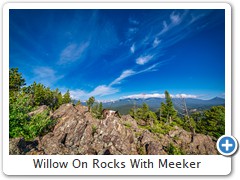 Willow On Rocks With Meeker