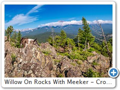 Willow On Rocks With Meeker - Cropped