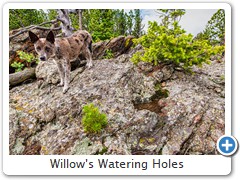 Willow's Watering Holes