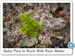 Baby Pine In Rock With Rain Water Holes