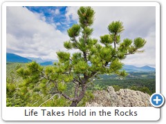 Life Takes Hold in the Rocks