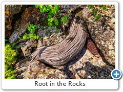 Root in the Rocks