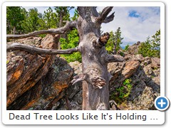 Dead Tree Looks Like It's Holding On For Dear Life