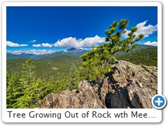 Tree Growing Out of Rock wth Meeker Mountain in the Background