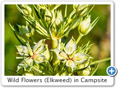 Wild Flowers (Elkweed) in Campsite