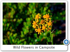 Wild Flowers in Campsite