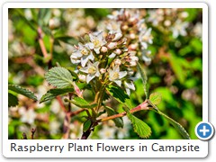 Raspberry Plant Flowers in Campsite