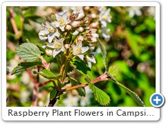 Raspberry Plant Flowers in Campsite - Cropped