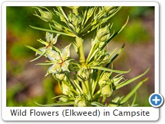 Wild Flowers (Elkweed) in Campsite