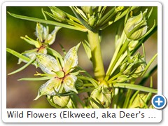 Wild Flowers (Elkweed, aka Deer's Ears) in Campsite - Cropped