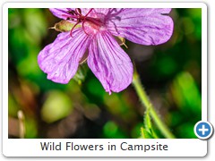 Wild Flowers in Campsite