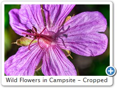 Wild Flowers in Campsite - Cropped