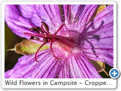 Wild Flowers in Campsite - Cropped 2