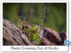 Plants Growing Out of Rocks