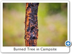 Burned Tree in Campsite