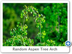 Random Aspen Tree Arch