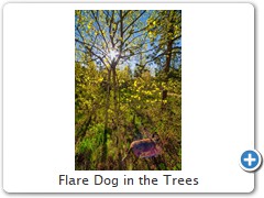 Flare Dog in the Trees