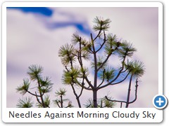 Needles Against Morning Cloudy Sky