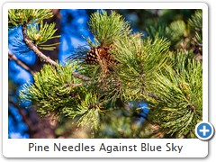 Pine Needles Against Blue Sky