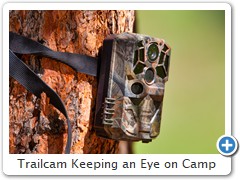 Trailcam Keeping an Eye on Camp