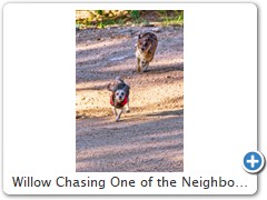 Willow Chasing One of the Neighbor Dogs