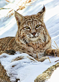 Bobcat Photo by Van Life Geek