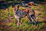 Van Life Australian Cattle Dog, Willow